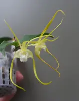 Dendrobium tetragonum v. alba