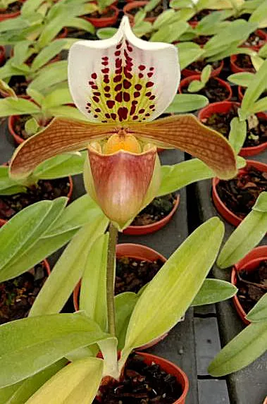 Paphiopedilum Hengduan Rong (Paphiopedilum)