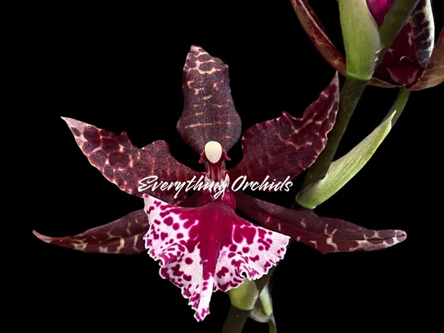 Colmanara Massai 'Splash'