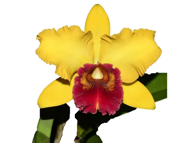 Rhyncholaeliocattleya Eugene Banziger (Rhyncholaeliocattleya)