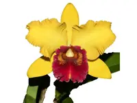 Rhyncholaeliocattleya Eugene Banziger (Big)