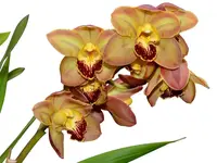 Cymbidium Via San Ysidro 'Limefrost' H00762 (medium)