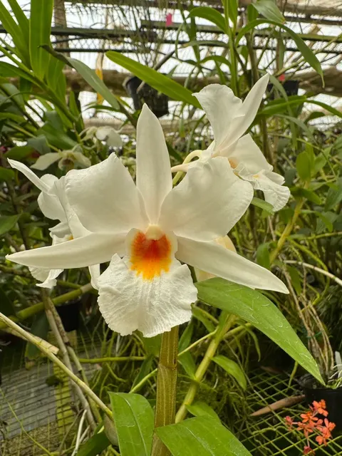 Dendrobium China Lily (Dendrobium)