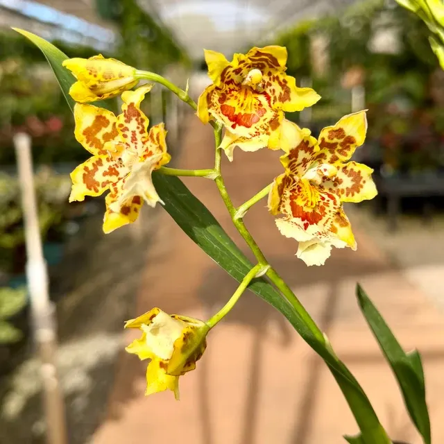 Oncidium Catatante 'Kailua Karma' (Oncidium)