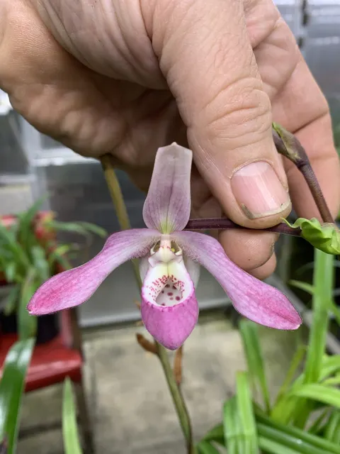 Phragmipedium Petite Nichette (Phragmipedium)