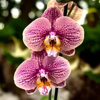 Phalaenopsis Long Pride Berger — fara flori, ghiveci 12 cm