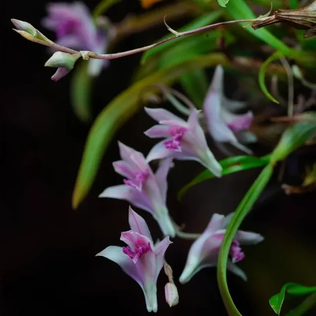 Dendrobium garrettii (Dendrobium)