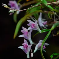 Dendrobium garrettii