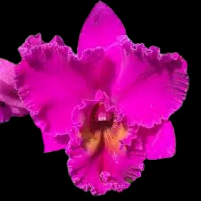Cattleya Alliance: Rlc. Keesha Sharp - Larenn Nan Bèl 'Volcano Queen' (Cattleya)