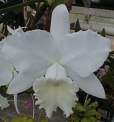 Cattleya LA PRINCESITA 'Marvelle'