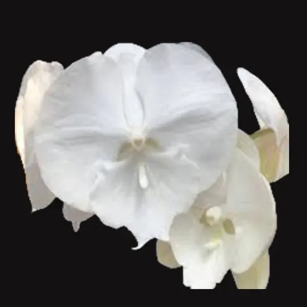 Phalaenopsis Lianher Fire Ant '1152'