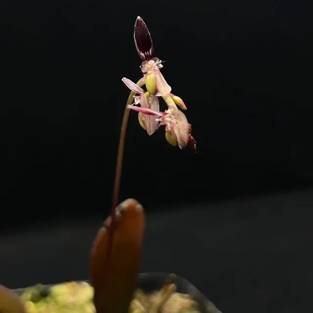 Bulbophyllum alcicorne (Bulbophyllum)