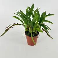 Bulbophyllum falcatum 'mini' — Blühfähige Pflanze