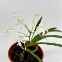 Neofinetia falcata — Raritäten - blühfähige Pflanzen