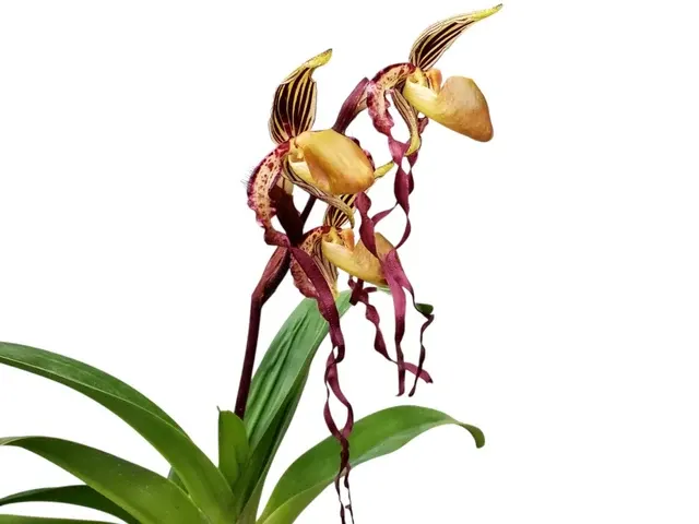 Paphiopedilum The Last Empress