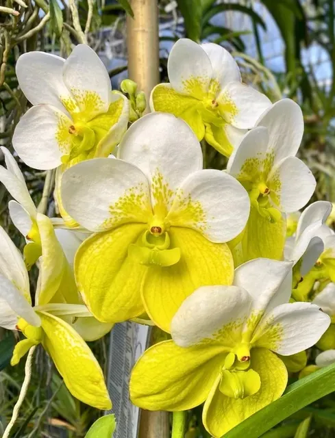 Vanda Sanderiana Alba × Hong Silp (Vanda)