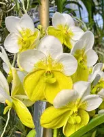 Vanda Sanderriana Alba x Hong Silp Blooming Size