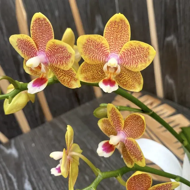 Phalaenopsis Miki Big Wave