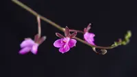 Tetramicra canaliculata