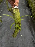 Holcoglossum amesianum