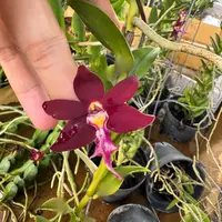 Trichoglottis philippinensis