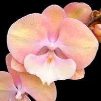 Phalaenopsis Good Times - Big Lip, flori XXL — tija initiata - ghiveci 2.5 inch