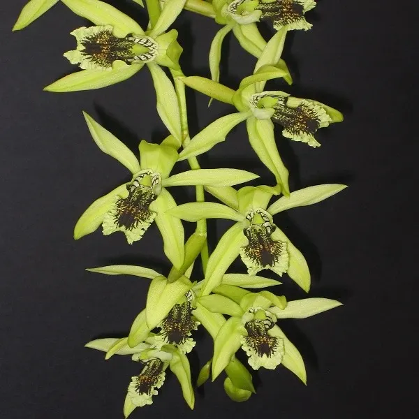 Coelogyne pandurata sp (Coelogyne)