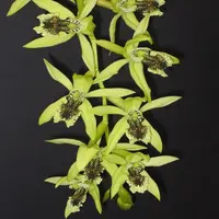 Coelogyne pandurata sp.