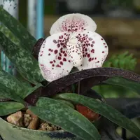 Paphiopedilum bellatulum