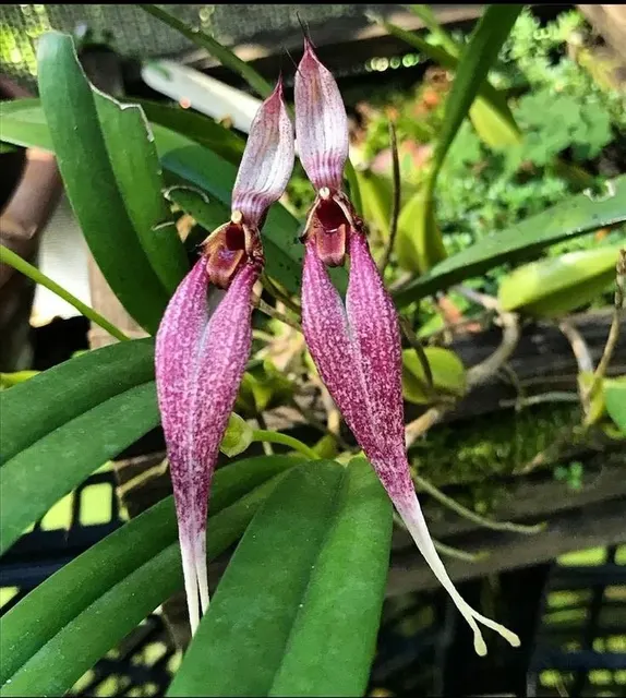 Bulbophyllum biflorum blooming