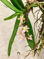 Stereochilus erinaceus | mini species | SapphireChild Orchids