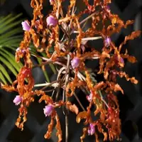 Schomburgkia lueddemanniana sp.