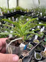 Neofinetia falcata ‘Choseiden’