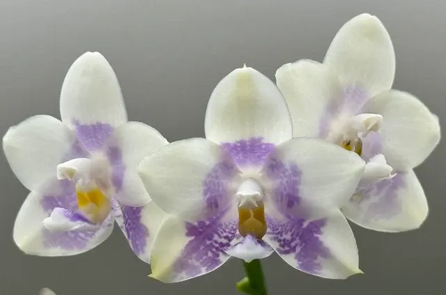 Phalaenopsis LL Blue Wave 'YCM-153'