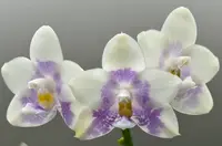 Phalaenopsis LL Blue Wave 'YCM-153'