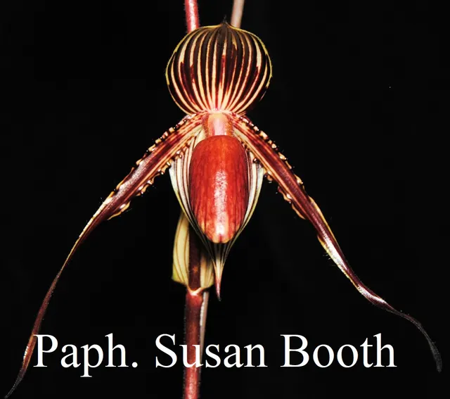 Paphiopedilum Susan Booth