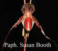 Paph. Susan Booth (rothschildianum 'Wen-Shin #1' x glanduliferum 'Chen Samn' SM/TPS)