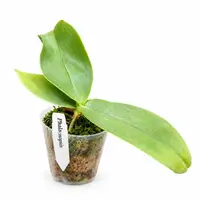 Phalaenopsis gigantea