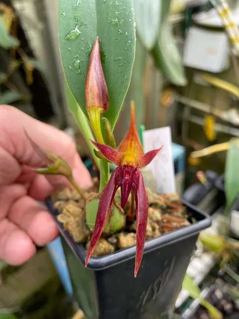 Bulbophyllum nymphopolitanum