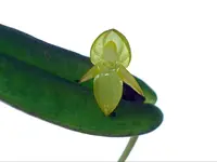 Pleurothallis variabilis