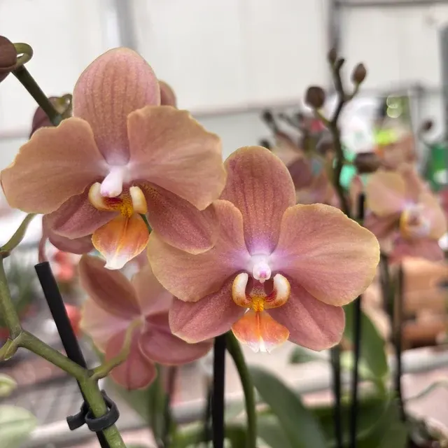 Phalaenopsis Brownion (Phalaenopsis)