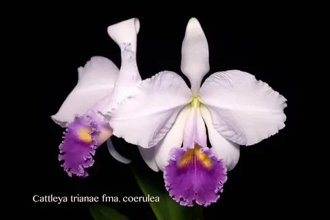 Cattleya trianae coerulea