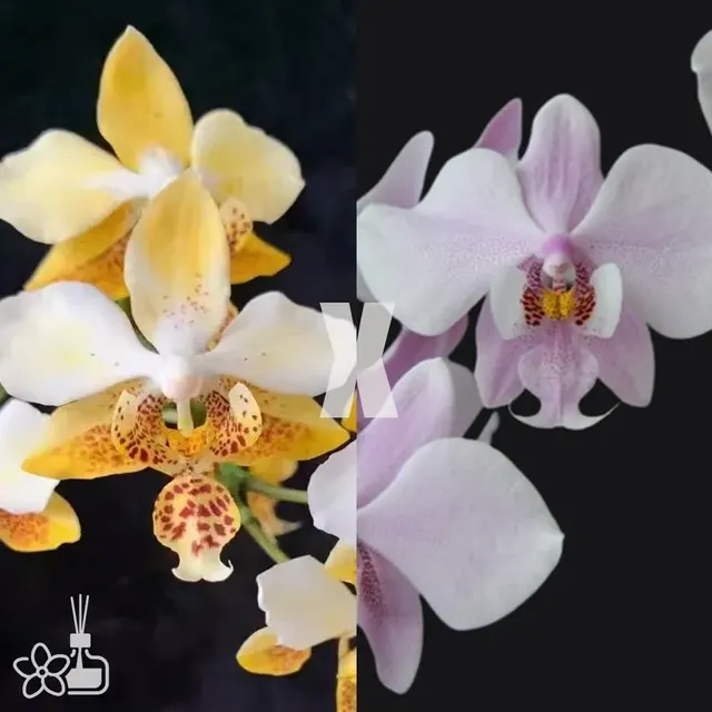 Phalaenopsis schilleriana "MSH" x stuartiana var. nobilis '915'