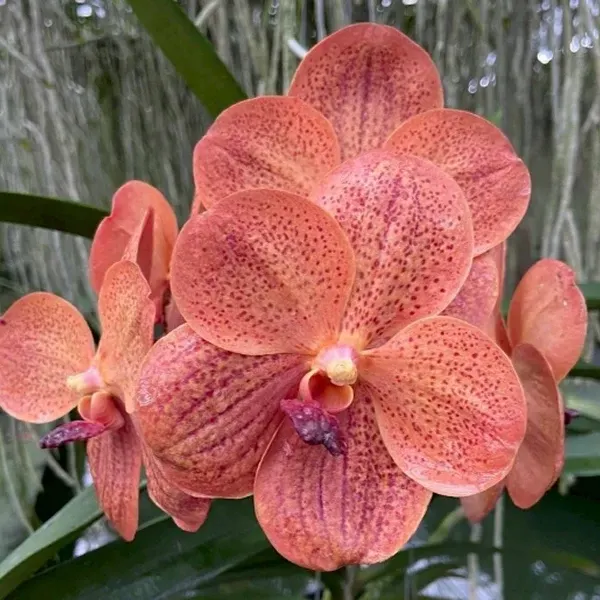 Vanda Fuchs Harvest Moon x Dhongchai Pulsawat