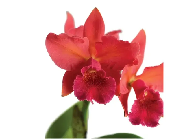 Rhyncholaeliocattleya Hugo Medina (Rhyncholaeliocattleya)