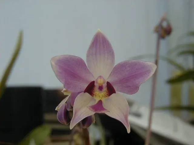 Spathoglottis kimballiana (Spathoglottis)