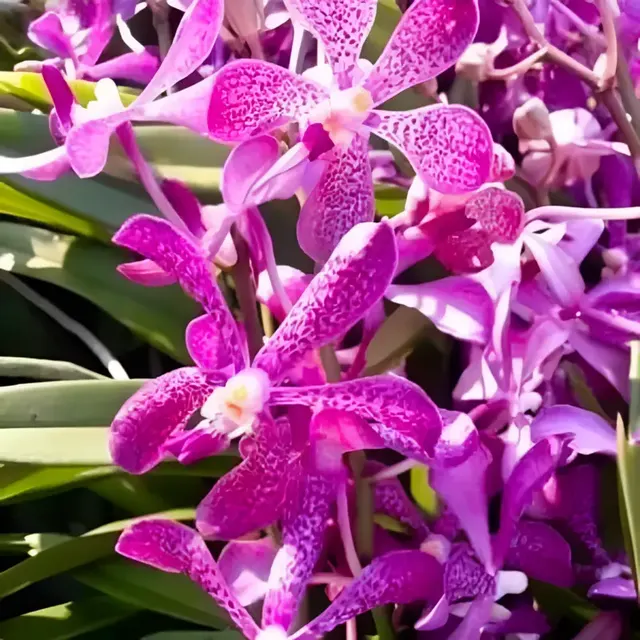 Mokara Blue Spot Blooming Size (Mokara)