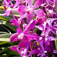 Mokara Blue Spot Blooming size