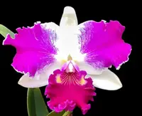 Cattleya Alliance: Cattleya NSA Big China