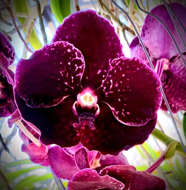 Vanda Fuchs Delight X V. Wirat Purple #411